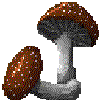 Edible Mushroom