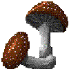 Edible Mushroom