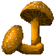 Yellow Mushroom