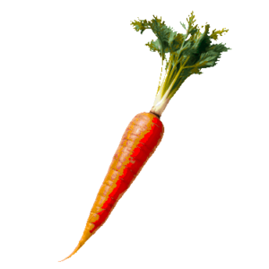 carrot