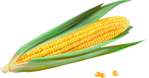 ear of corn