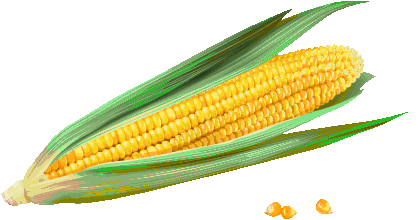 ear of corn